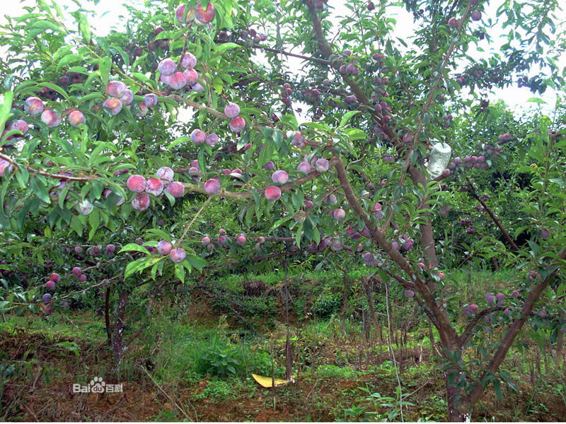 龙滩珍珠李