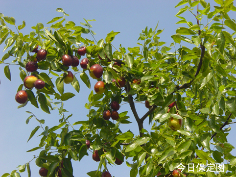 保定市阜平县土特产大红枣