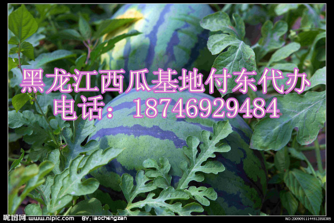 黑龙江西瓜代收东北地雷西瓜供应绥化西瓜代收批发京欣西瓜