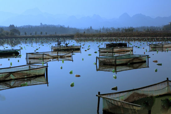 万年淡水珍珠